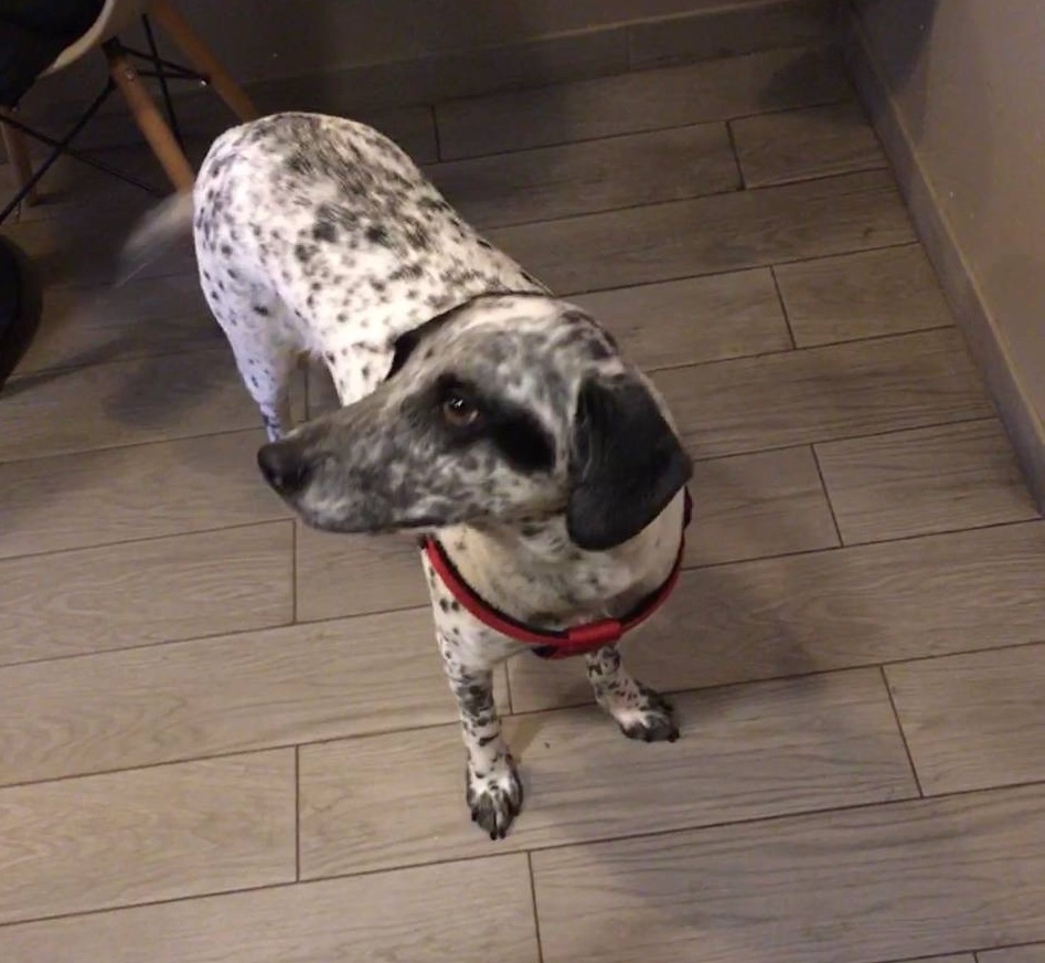 Как стать авторитетом для независимой собаки: эффективные методы воспитания и дрессировки - рассказал кинолог