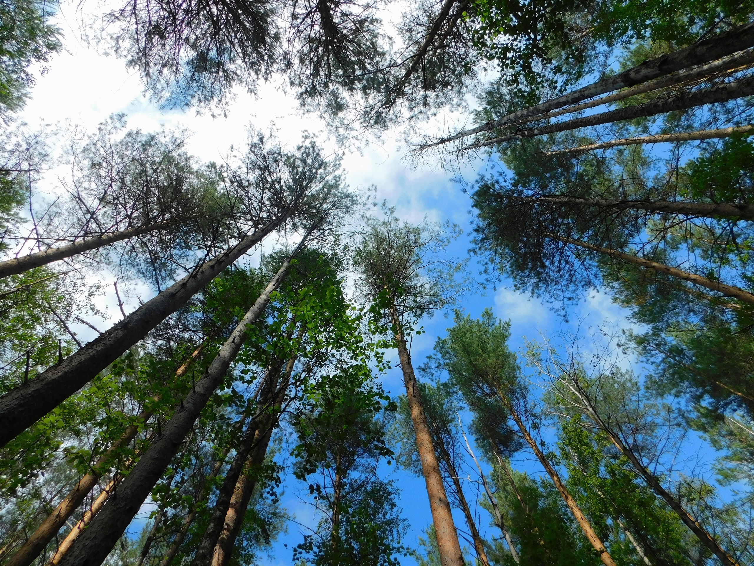 Спасатель из Коми рассказал, как выжить при встрече с медведем 