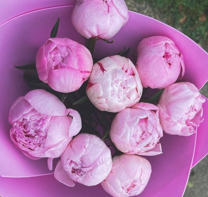 Одной посадки хватит на 25 лет: цветок, который не боится морозов ни дождей