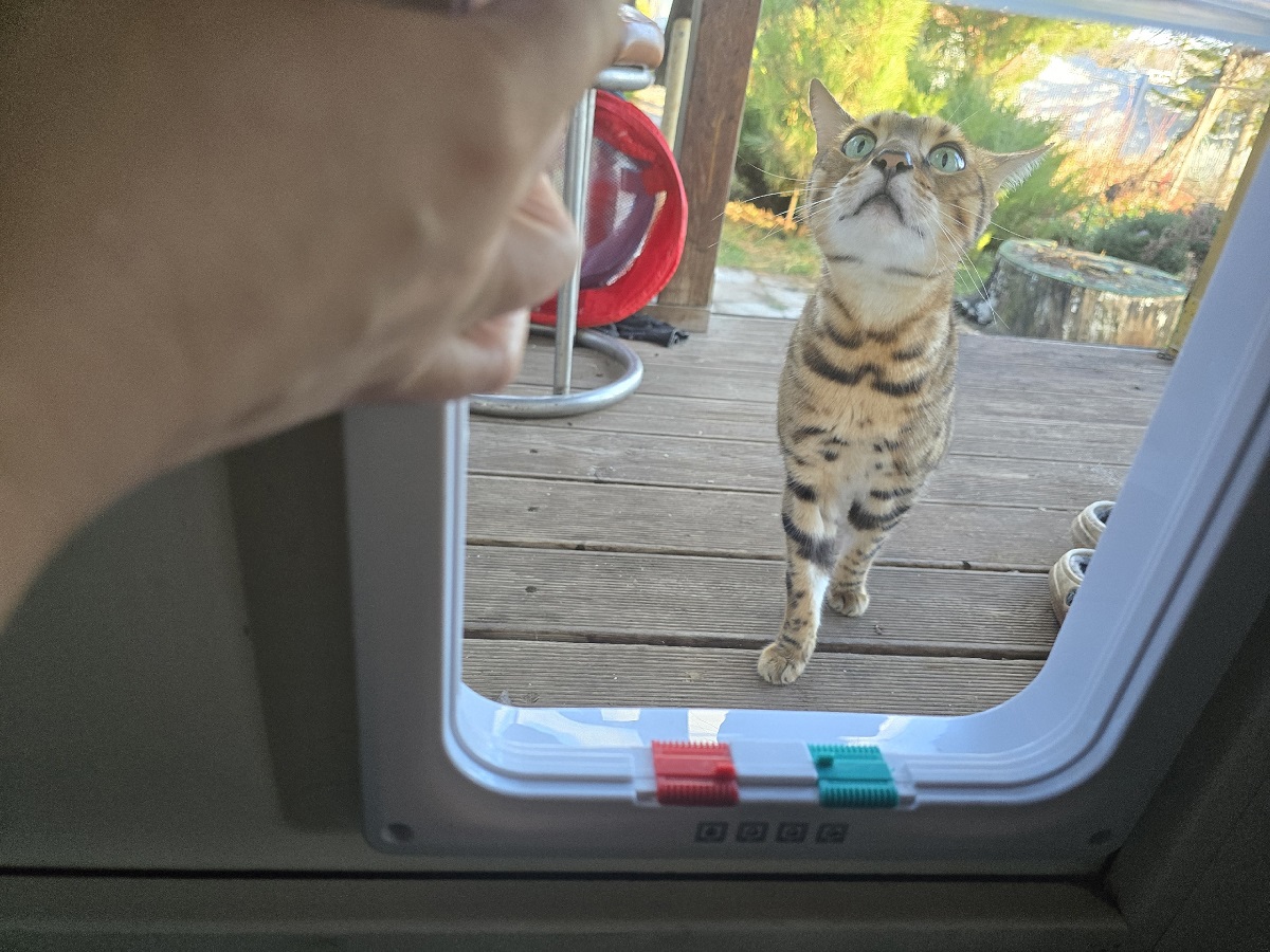 Вместо Мурзиков и Барсиков: смешные кошачьи имена с которыми кот станет легендой