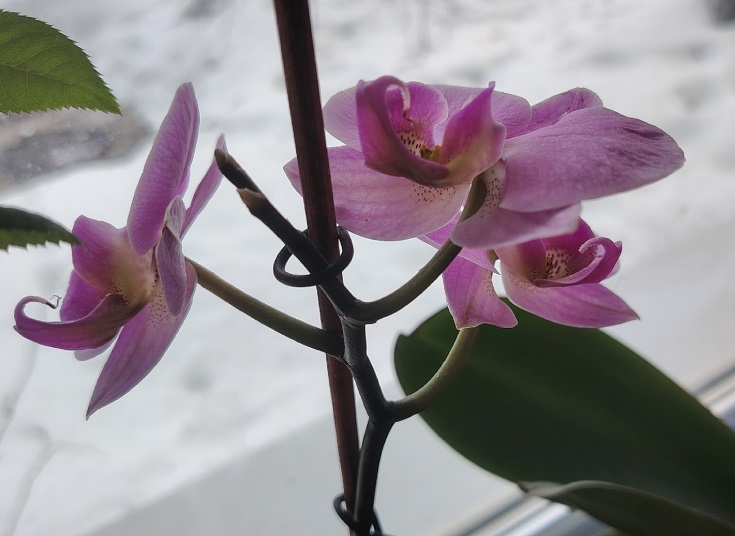 Орхидеям в ноябре — обязательно: 3 капли в воду и в горшок— и даже старый цветонос просыпается и тянется вверх