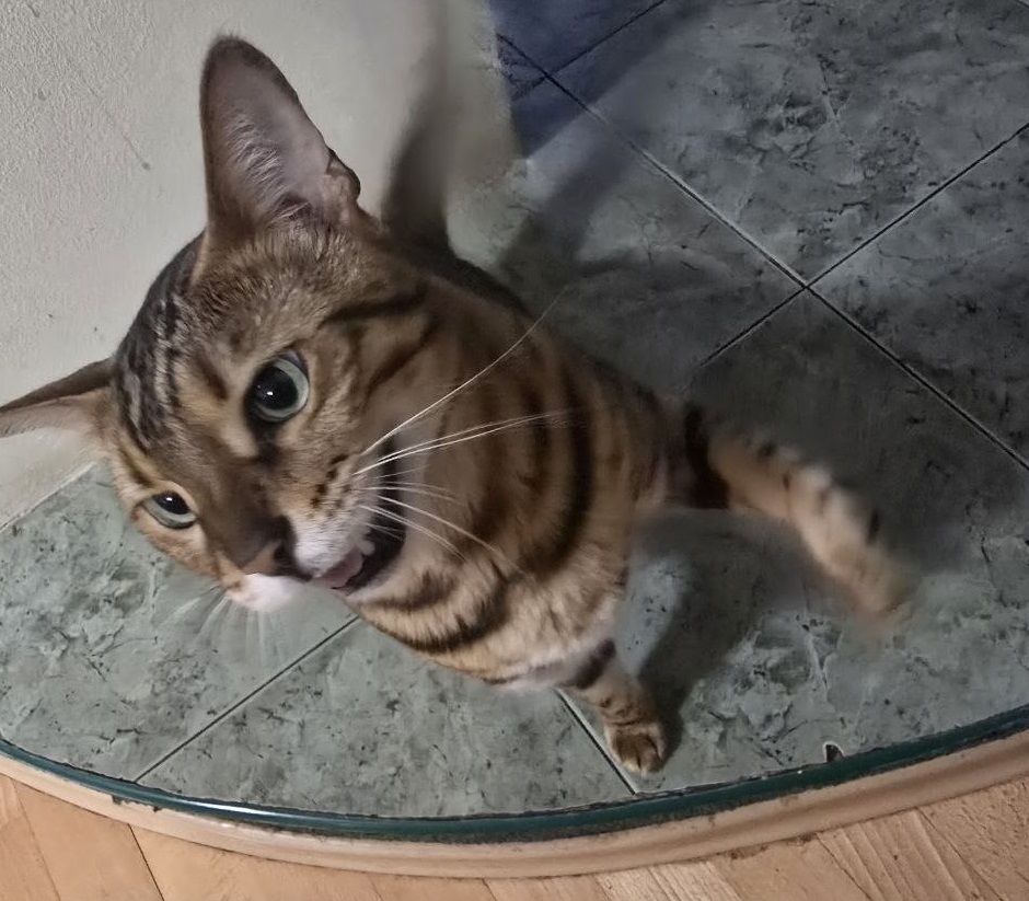 Как кошки разговаривают с нами: гид по кошачьей «речи» - вот что нужно понимать