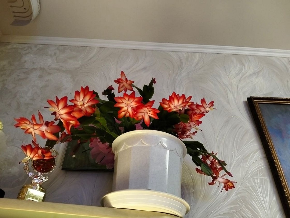 Декабрист зацветет как в сказке: 2 секретных трюка формирования куста — советы для зимы