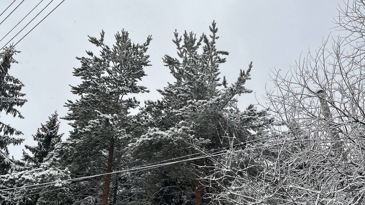 Спасатель из Коми рассказал, что делать при встрече с волком 