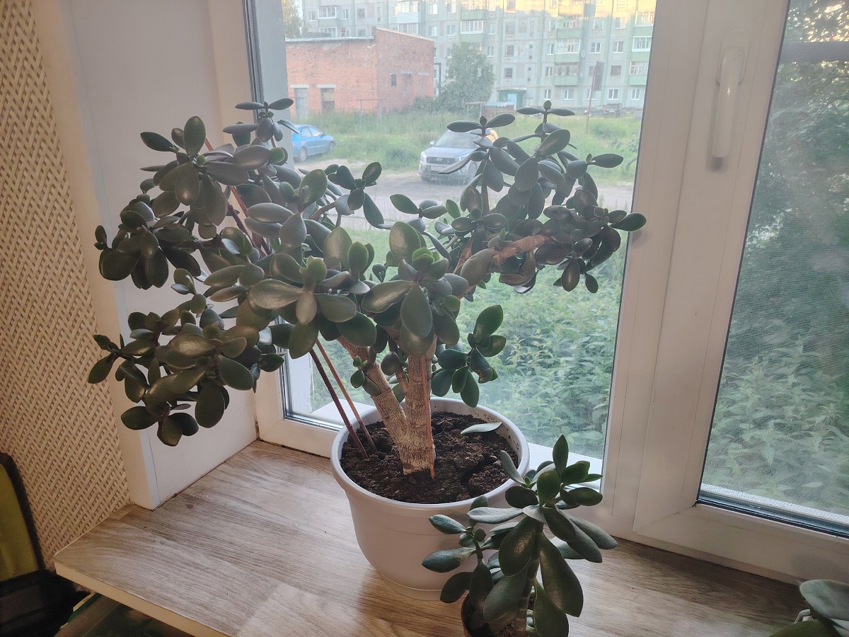 Два стакана для настоя: вот чем обязательно поливать денежное дерево зимой - разрастется до потолка