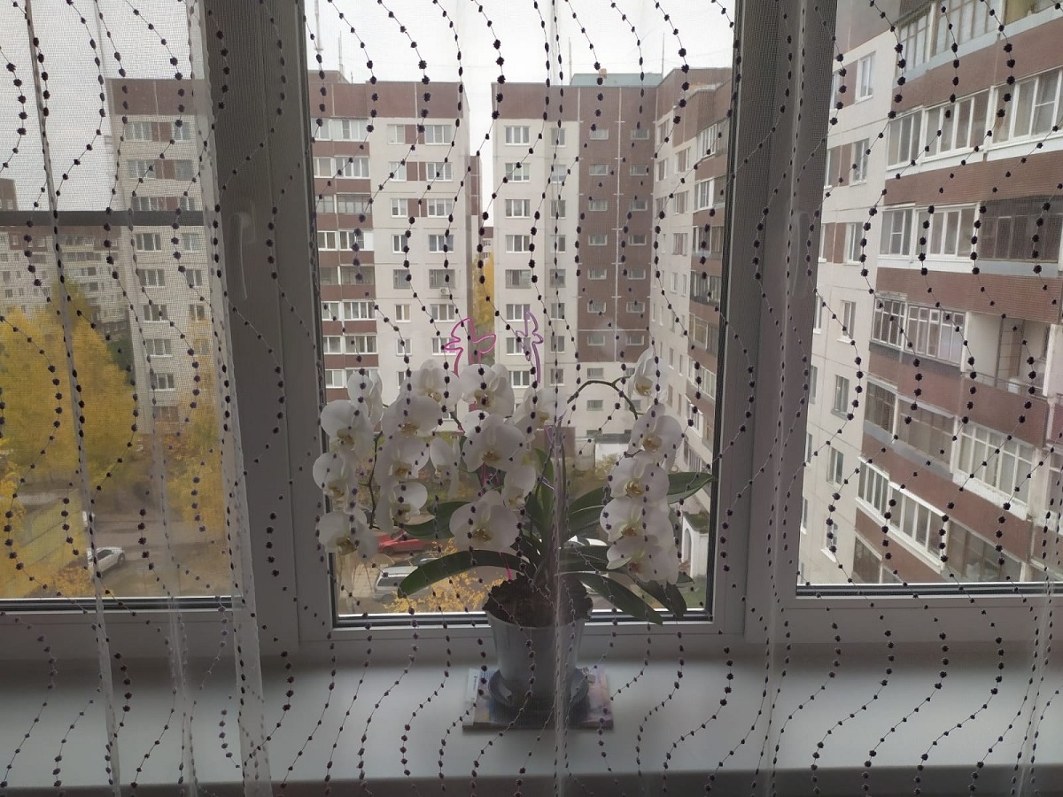 Обмакните орхидею в этот раствор – и она выкинет цветоносы один за другим