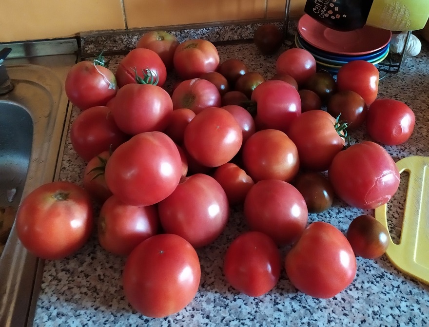 Не томаты, а чистый сахар: 3 сорта с фруктовым вкусом – бомбический урожай