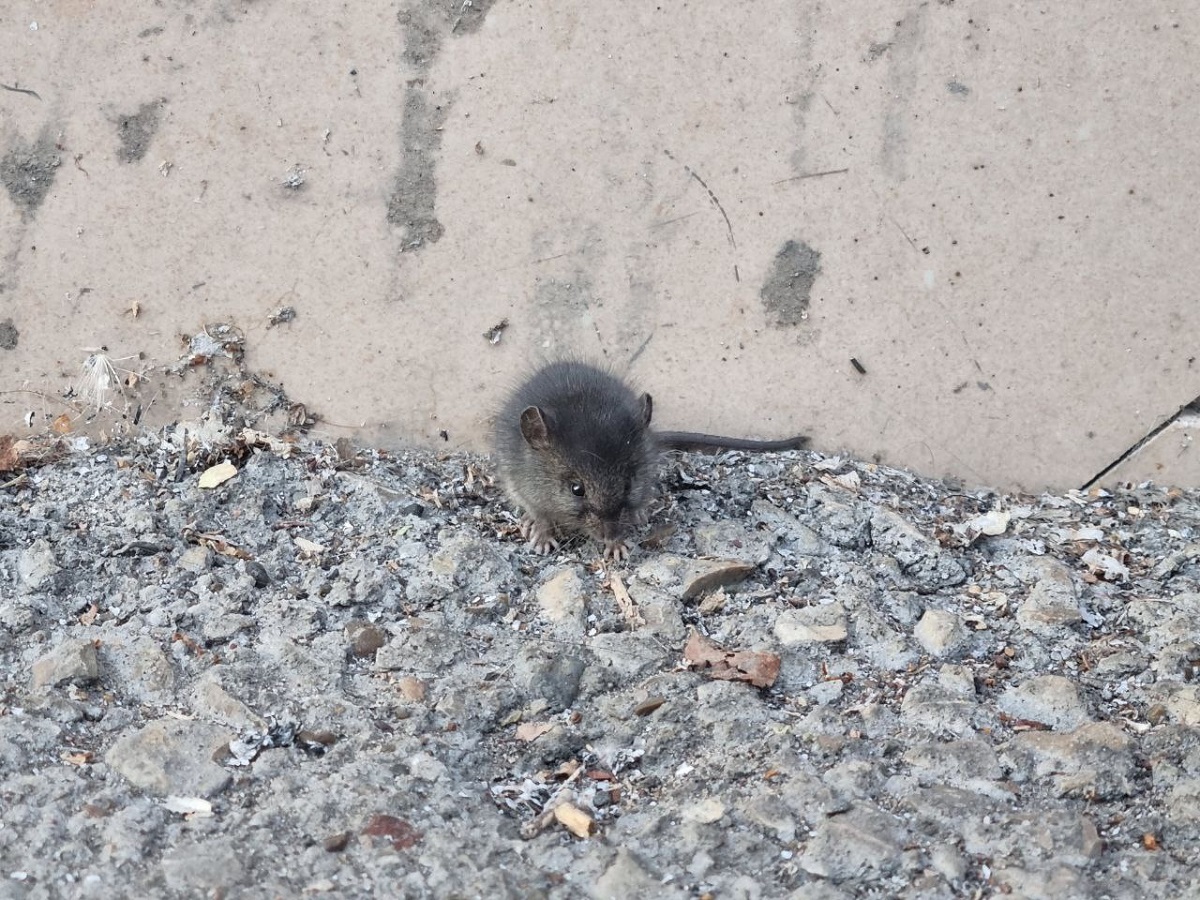 Что любят мыши, а что на дух не переносят: как обезопасить погреб от нашествия грызунов