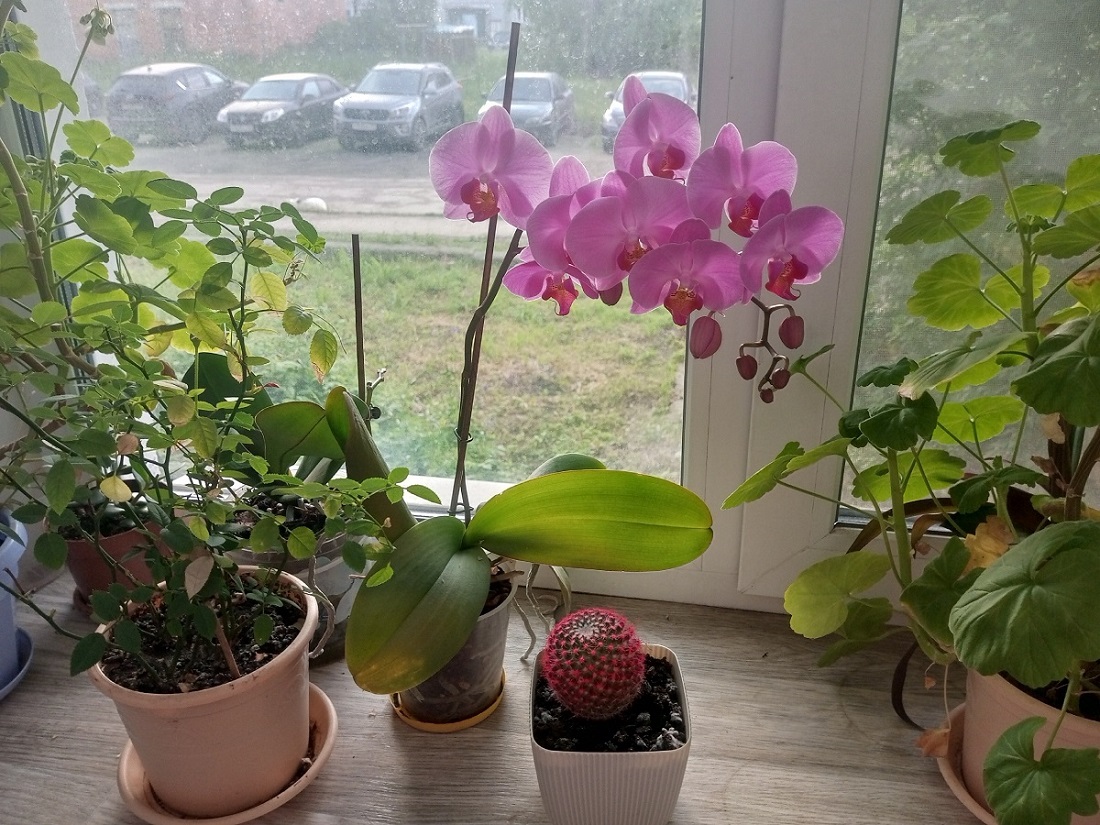 Цветение возвращается, как по волшебству: орхидеи питают тайную слабость к обычному чаю