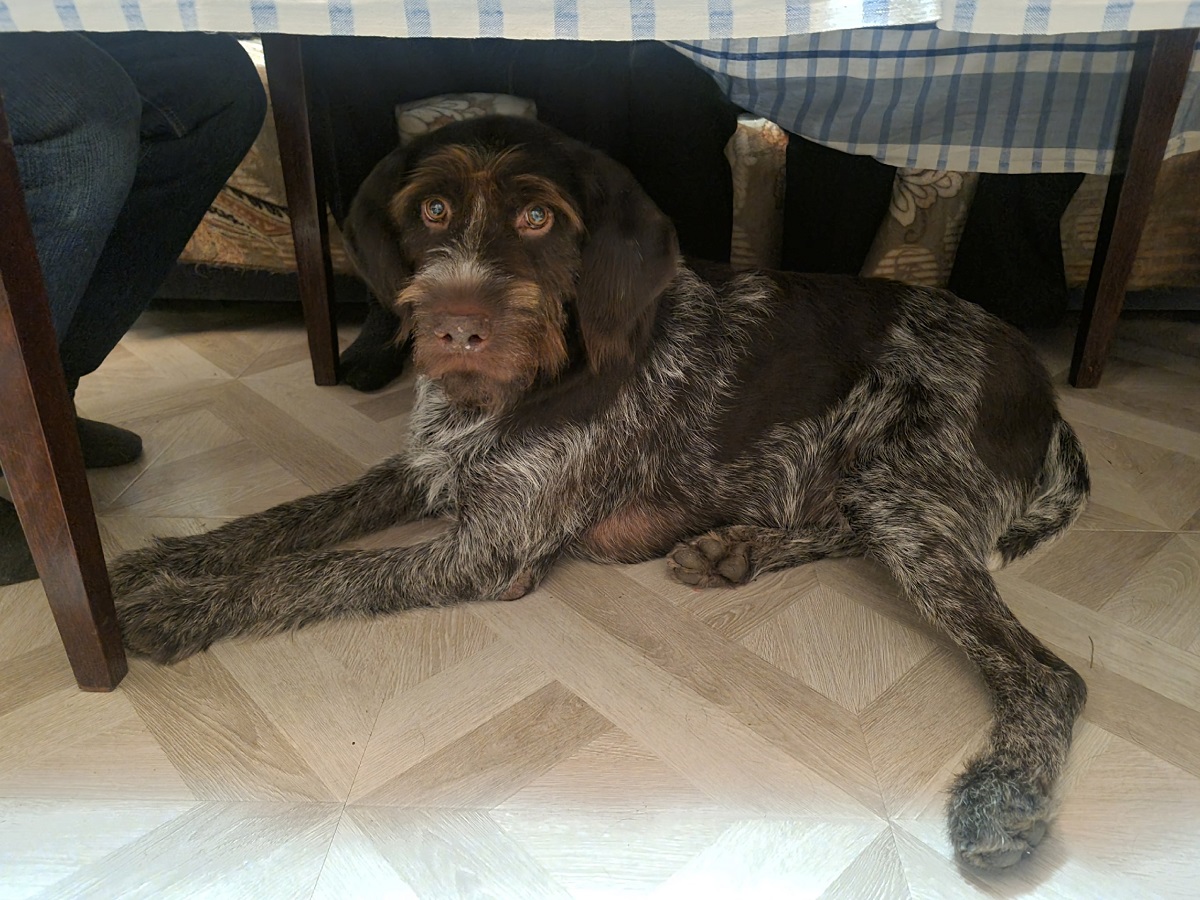 Ваша собака вас не уважает: кинолог объяснил — что означает «уважение» в мире собак