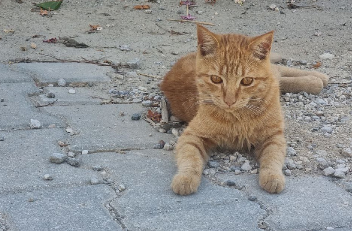 Почему об этом все молчат? Что реально происходит, когда вы начинаете кормить бездомных котов