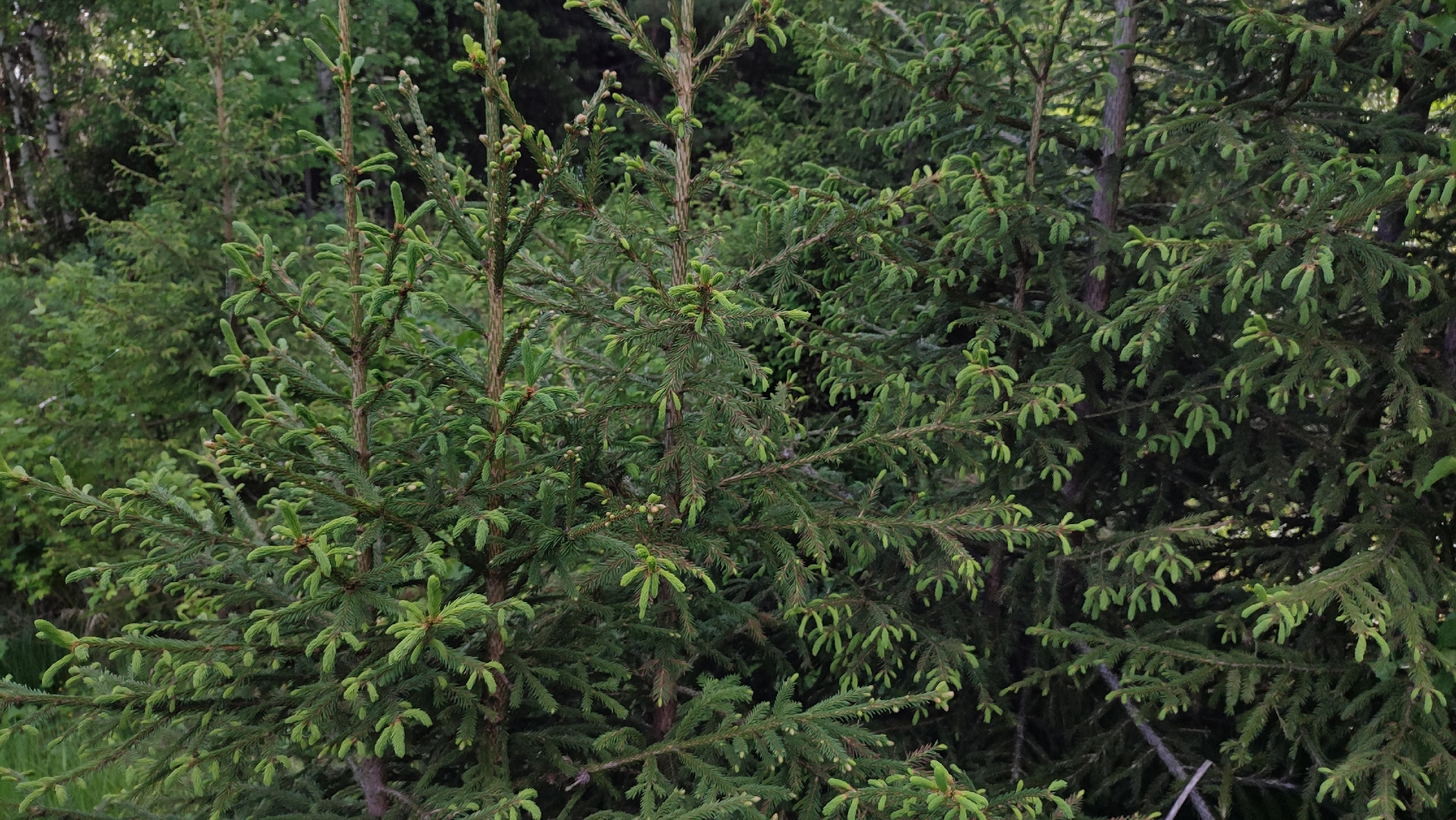 Власти Коми усилили охрану елей перед новым годом