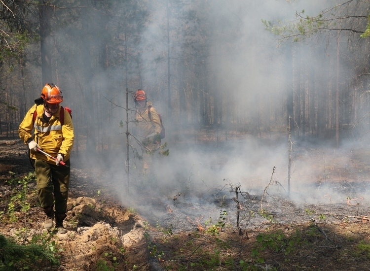 Коми помогут защитить леса от огня: федеральный центр выделил деньги