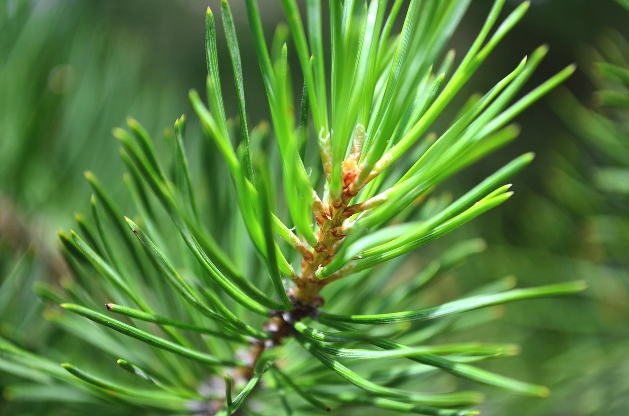 В Коми заповедник остался без кедра
