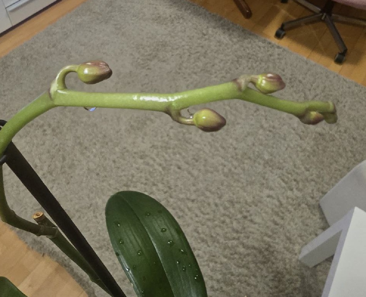 Ошибки при уходе за орхидеями, лишающие их цветения - долой голые палки