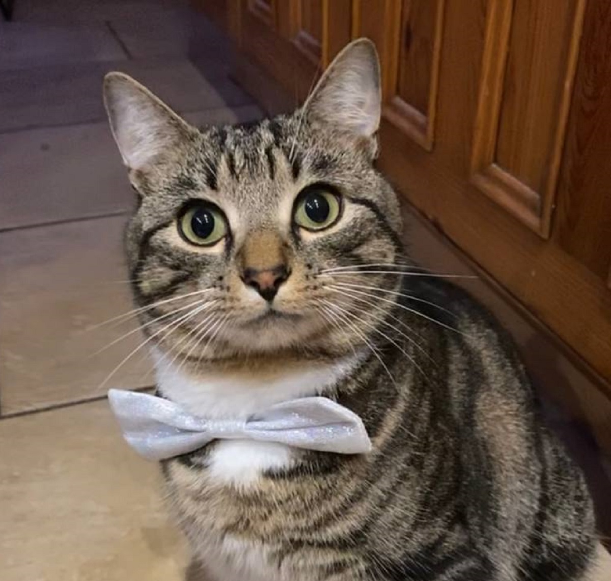 Чего на самом деле коты боятся больше, чем мыться