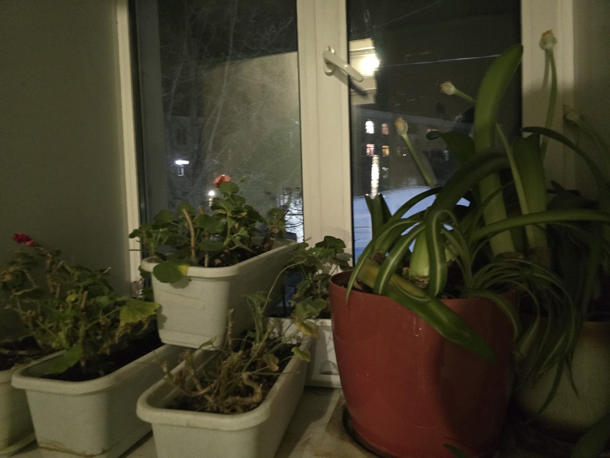 Немедленно уберите их: 5 комнатных растений опасных для домашних животных