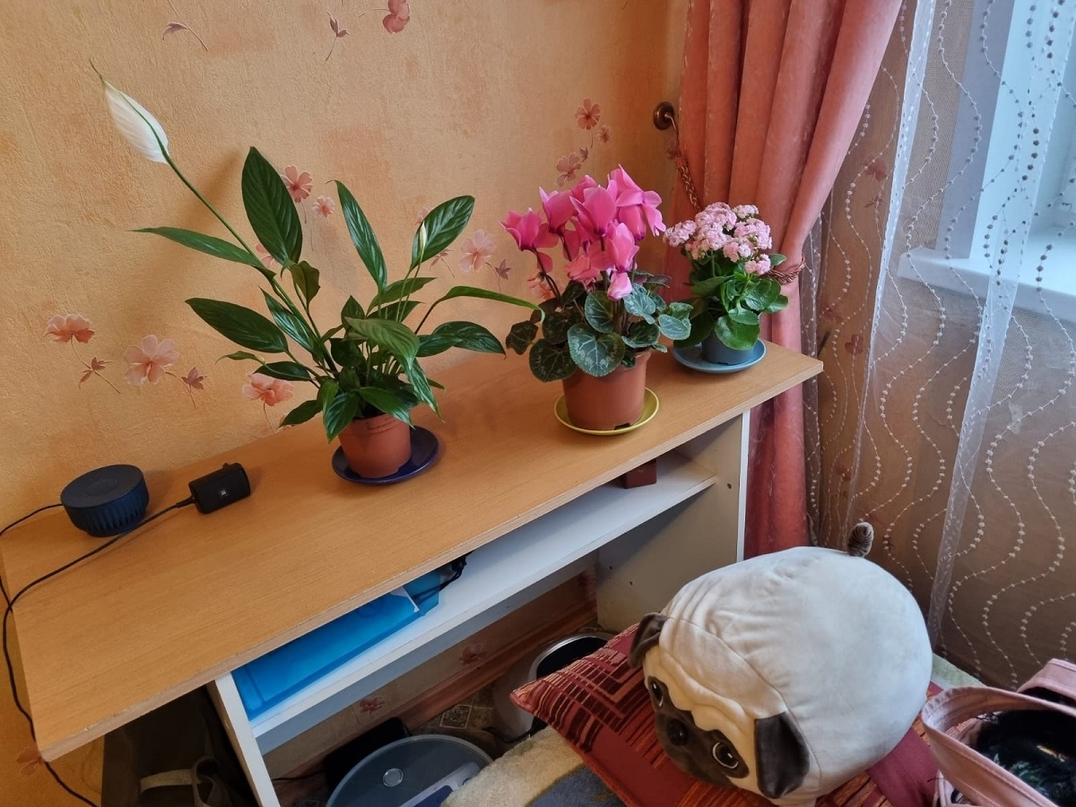 Растворяю столовую ложку этого дешевого средства на ведро воды и поливаю цветы: даже самые жухлые пошли в рост - есть на каждой кухне