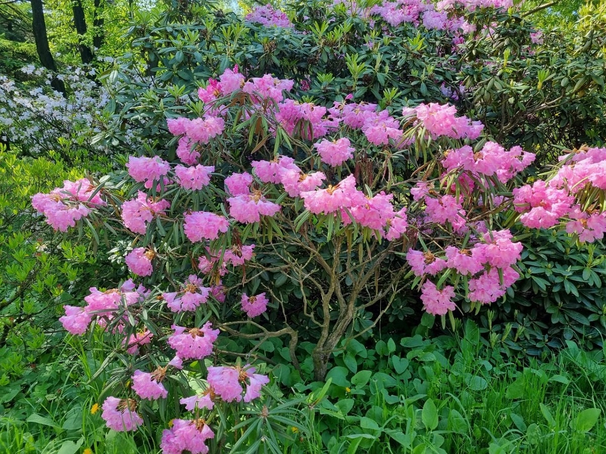 Купите эти семена цветов прямо сейчас, чтобы посеять на рассаду в январе - сад вспыхнет цветом раньше всех