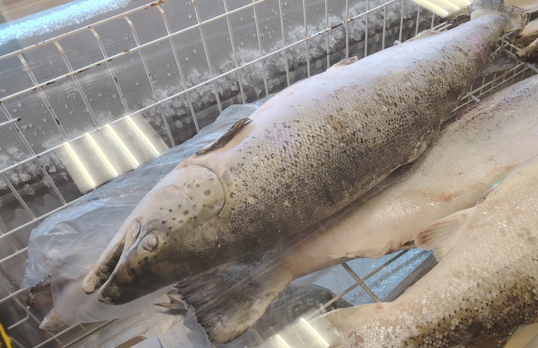 Рыба, которую вообще нельзя подавать к столу: а мы едим еще и детям даем - в ней живут паразиты