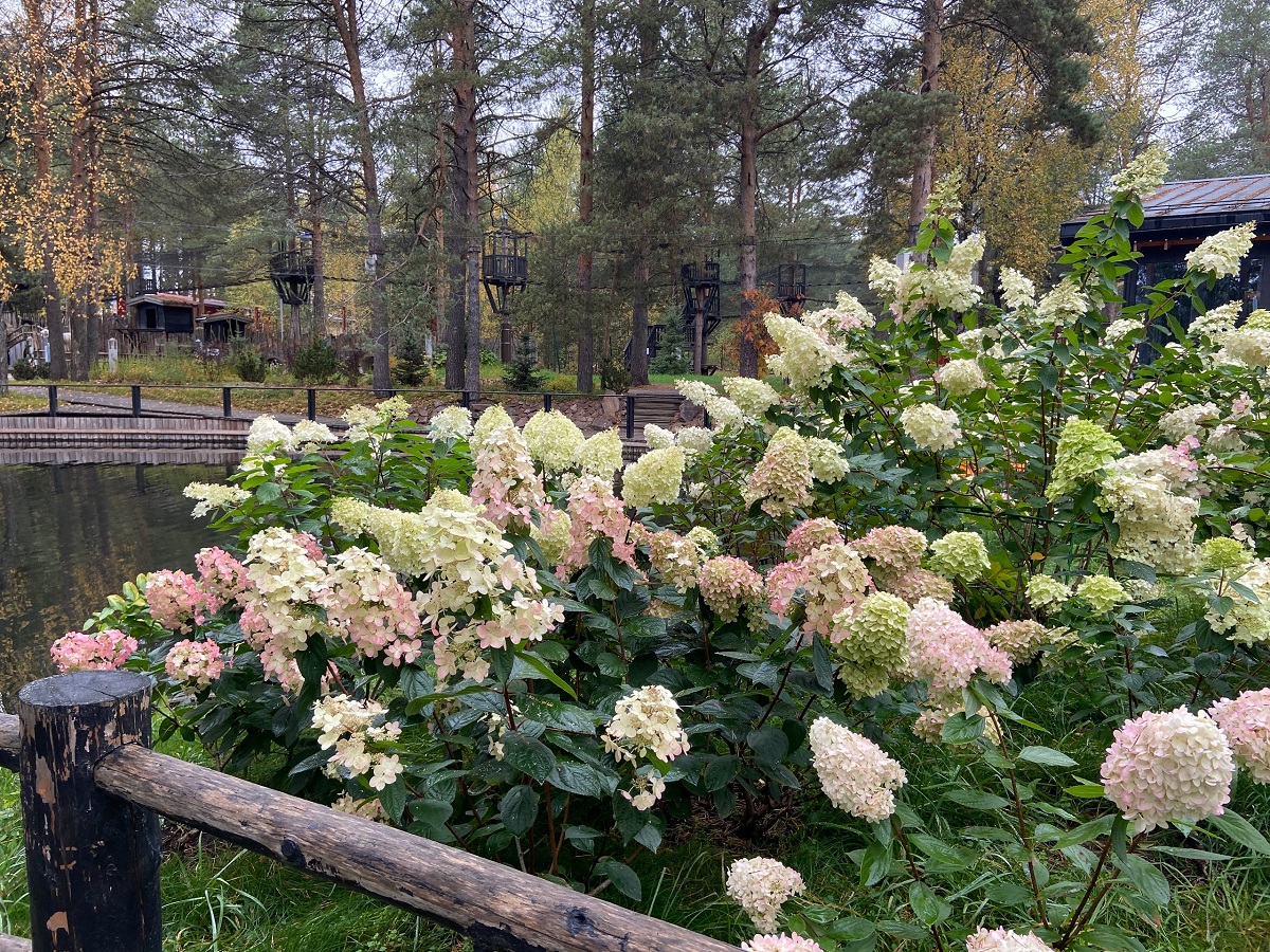 Весной скажете спасибо, сохраните: неприхотливый пушистый многолетник с красивыми соцветиями — посадил и забыл