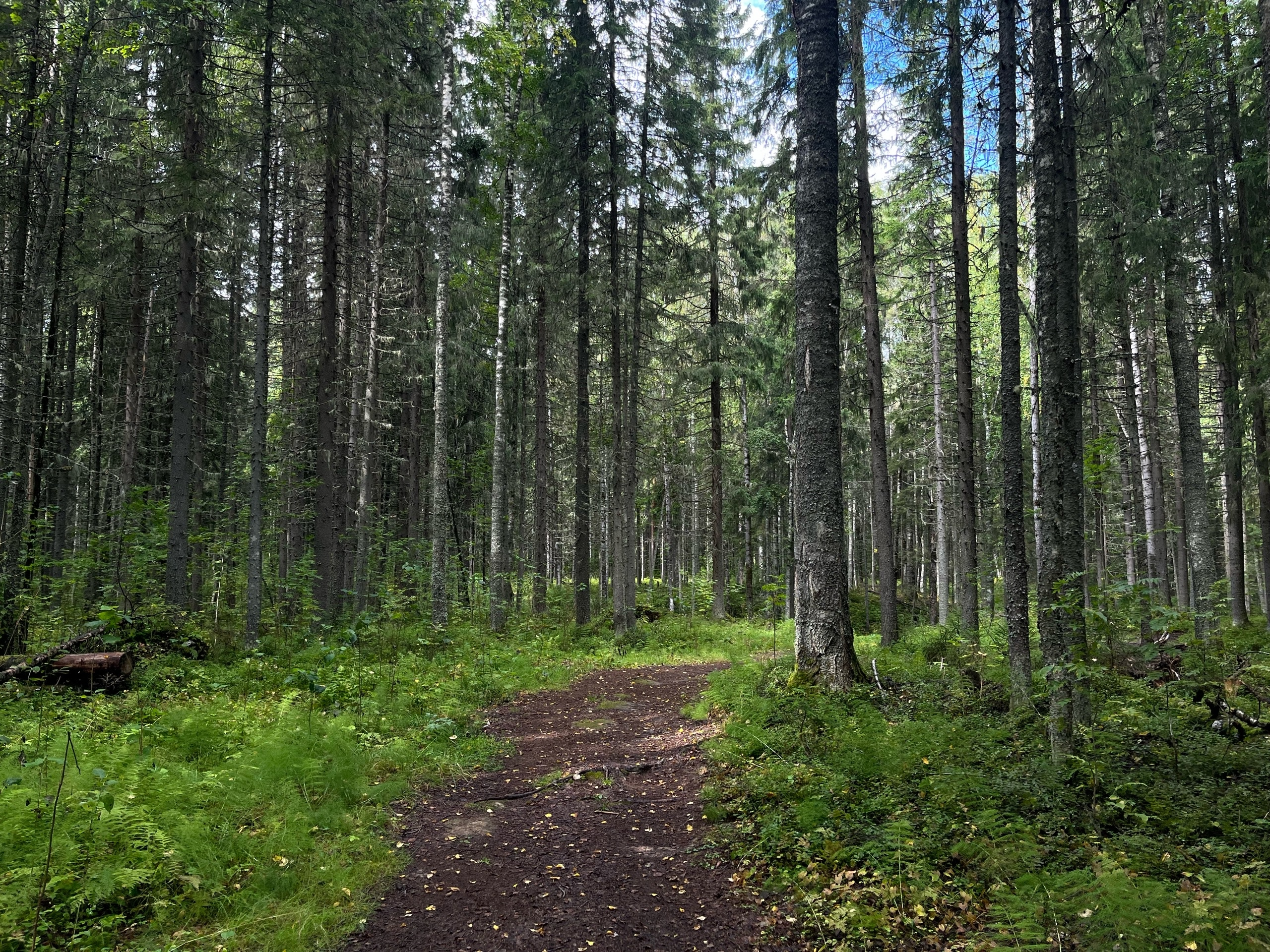 В Коми полностью восстановили леса, вырубленные под нужды промышленности
