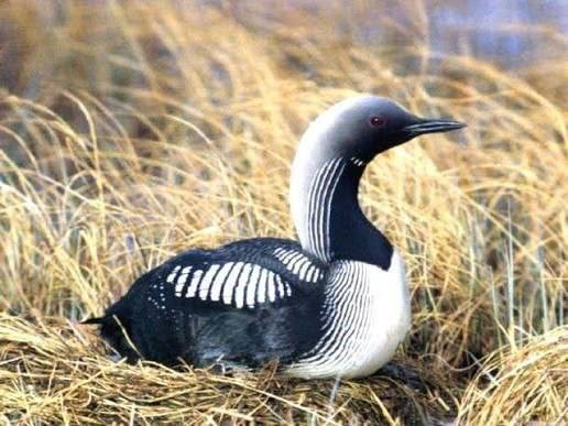 Редкую гагару из Коми спасли и отправили на лечение в Киров