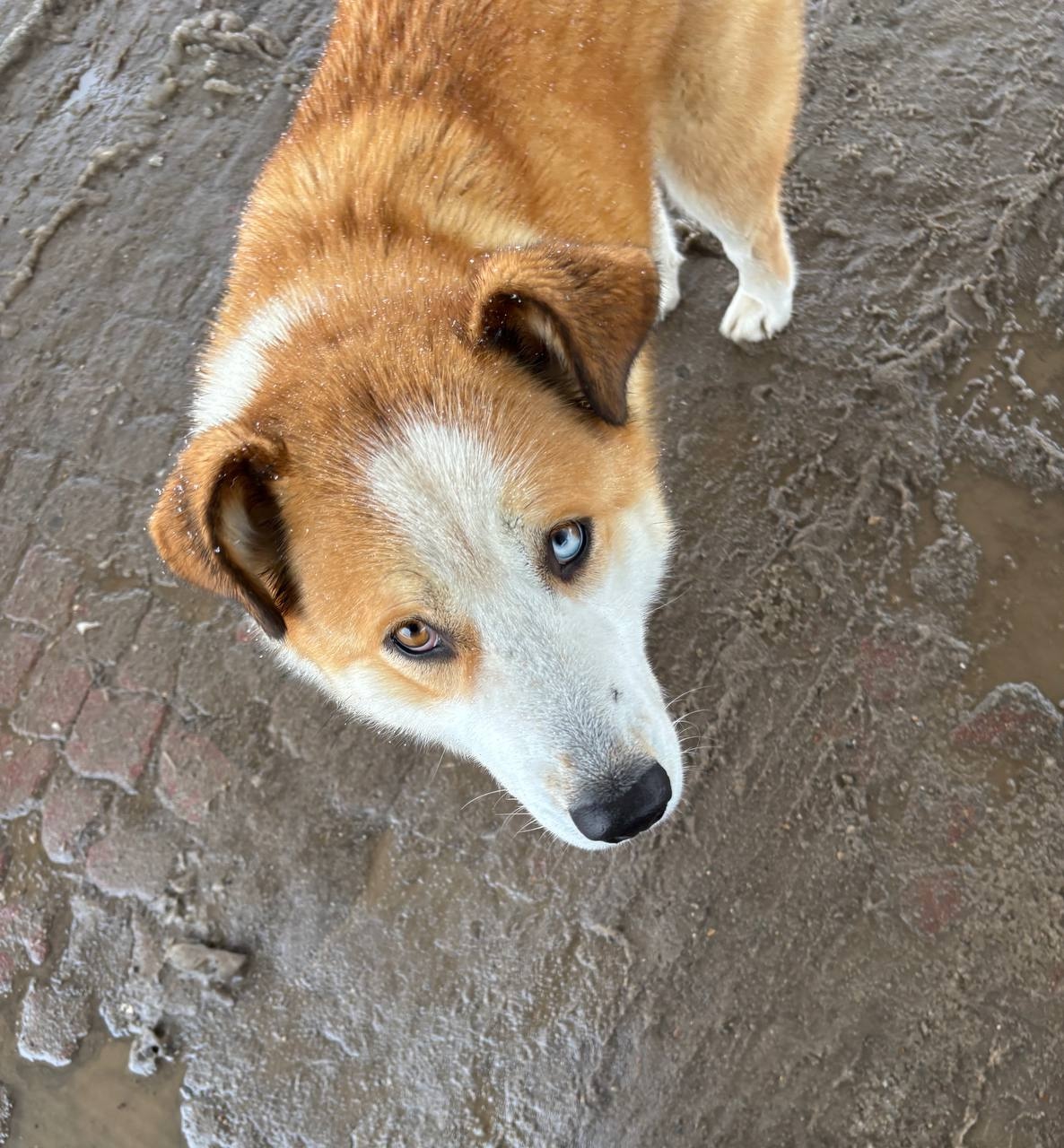 Власти одного из районов Коми выплатят компенсацию женщине за укус собаки 