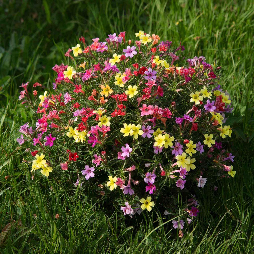 Сею вместо петунии и все лето радуюсь: этот кустарник цветет с мая по ноябрь — и простой в уходе