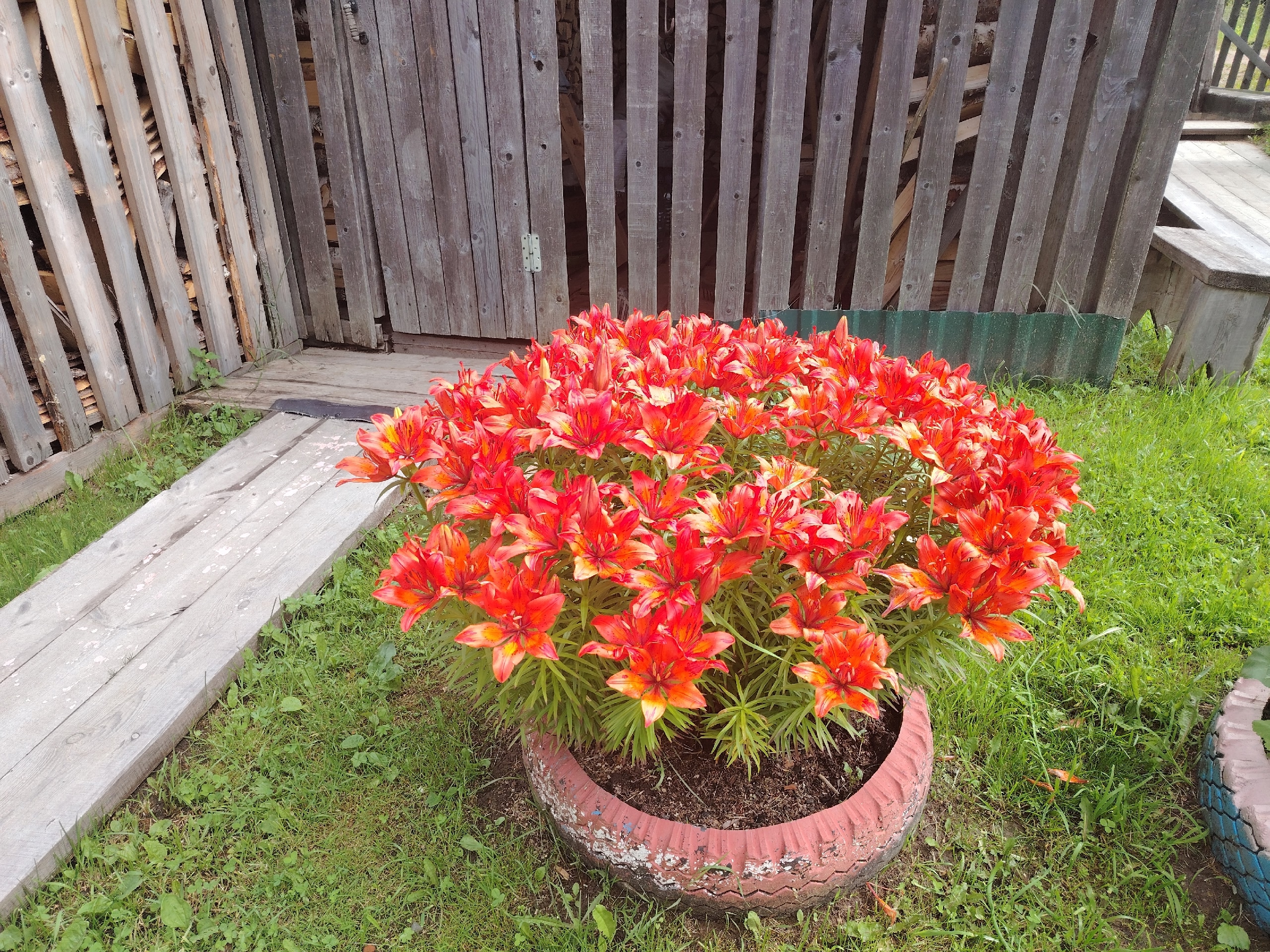 Огненные цветы размером с блюдце: однолетник, который невозможно не заметить