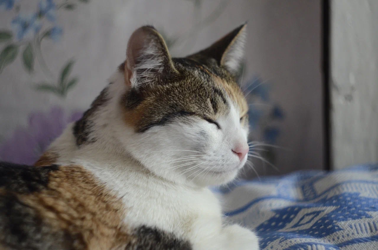 Благодарны ли уличные коты за то, что их забрали домой. Запомните раз и на всю жизнь