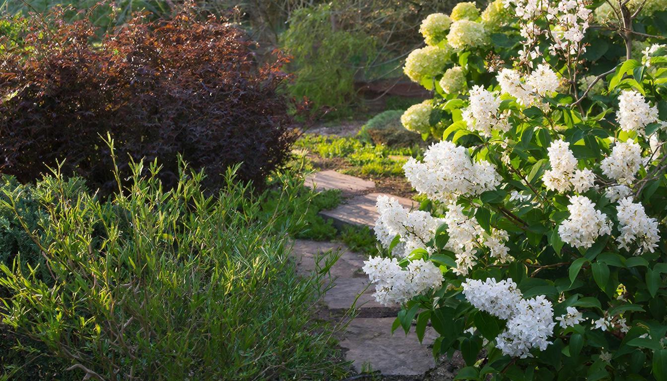 Много раз подумайте, прежде чем сажать эти цветущие кустарники в своем саду