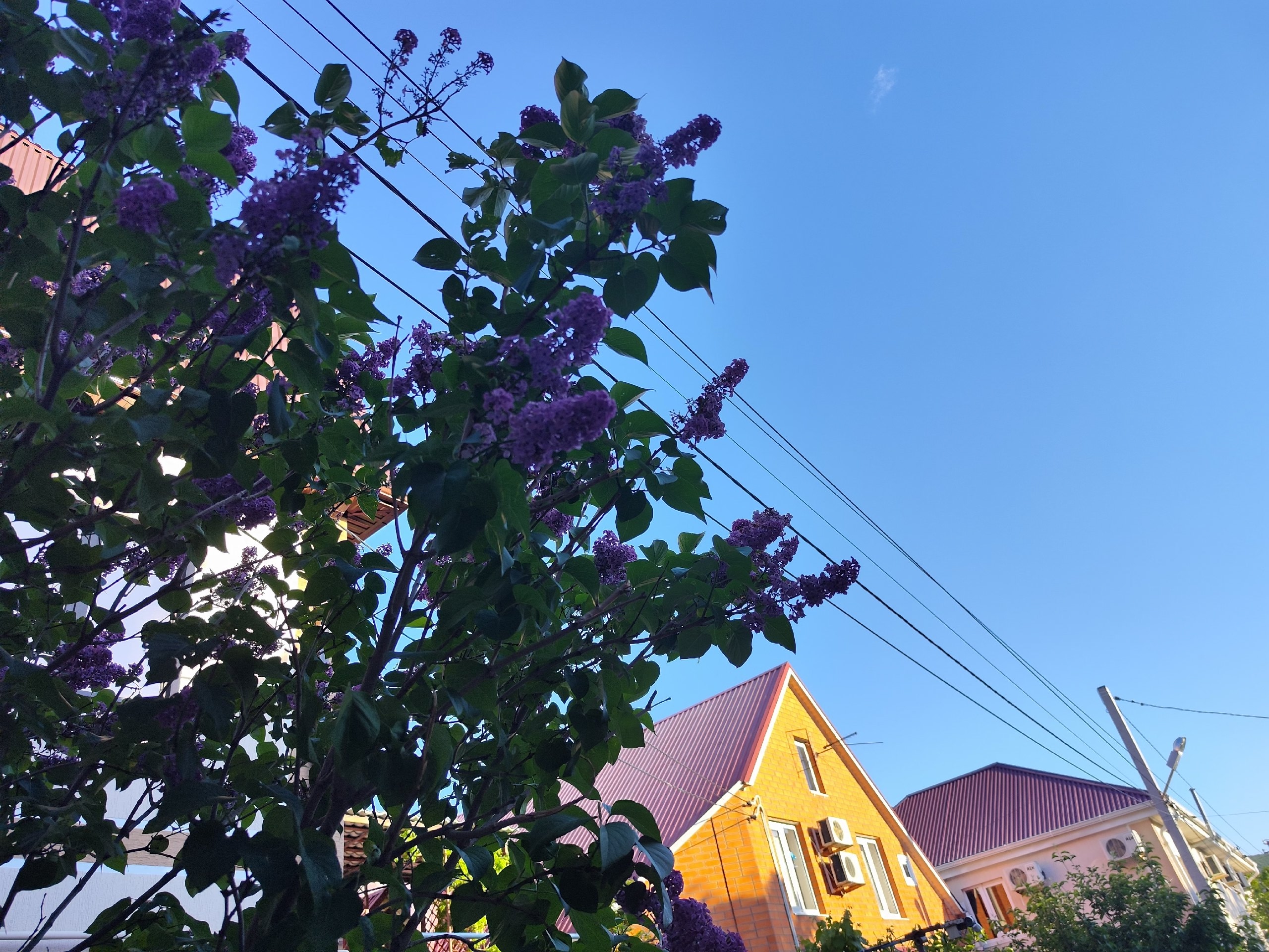 Какое растение посадить в тени — цветет без капризов и круглый год выглядит как с картинки