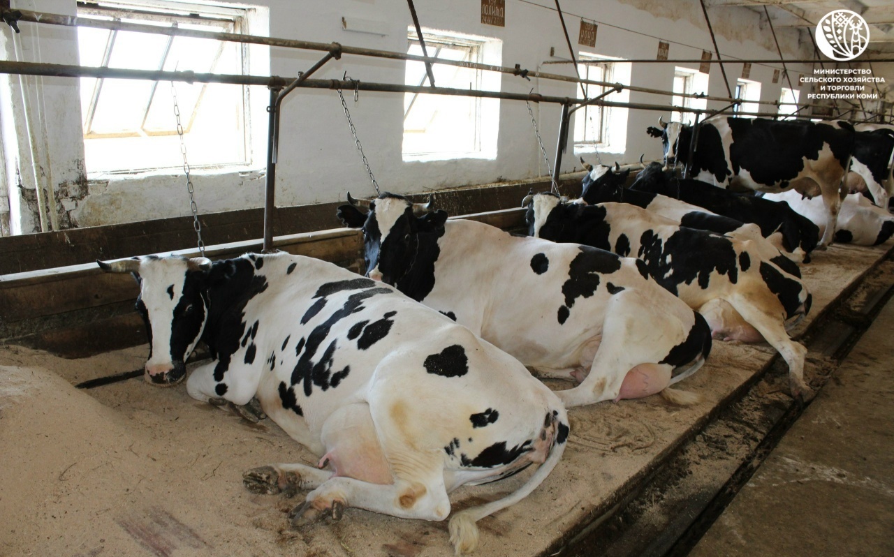 В Коми поддержат инвестпроекты в АПК: новые фермы и тысячи тонн молока