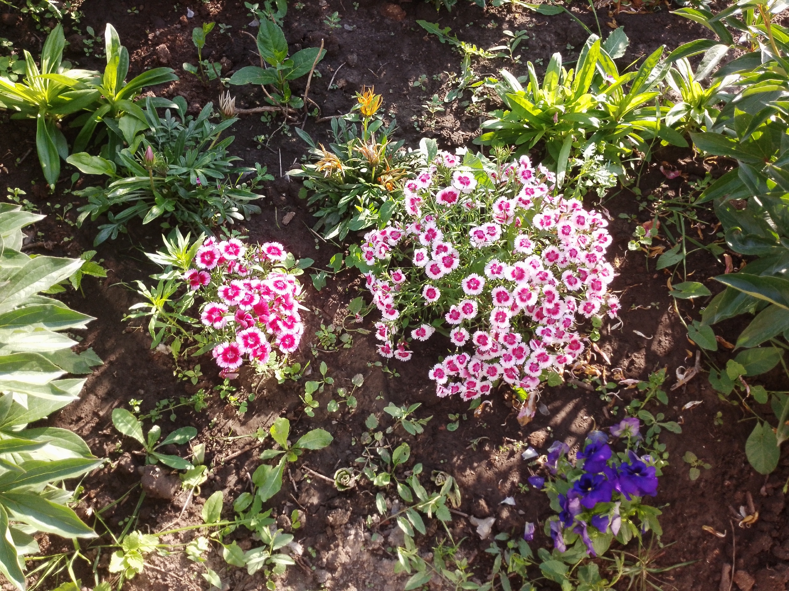 В феврале герани – обязательно: 5 мл в воду – и бутоны лезут как угорелые, мощное цветение 10 из 10