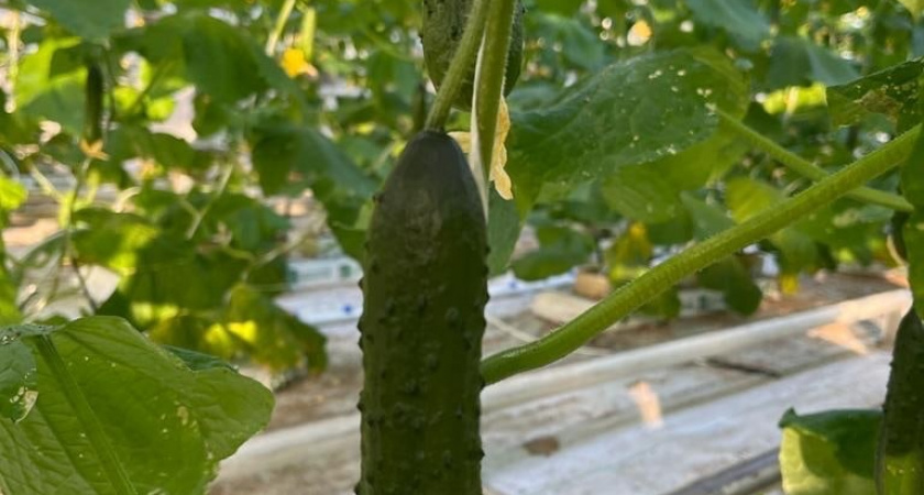 Эти 3 вида огурцов начали массово скупать в феврале - по 7 плодов в каждом узле