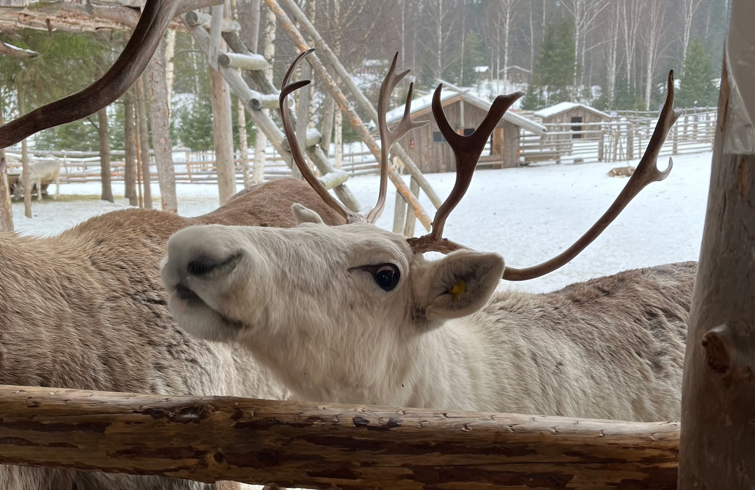 Заказник в Коми впервые зафиксировал северных оленей на видео