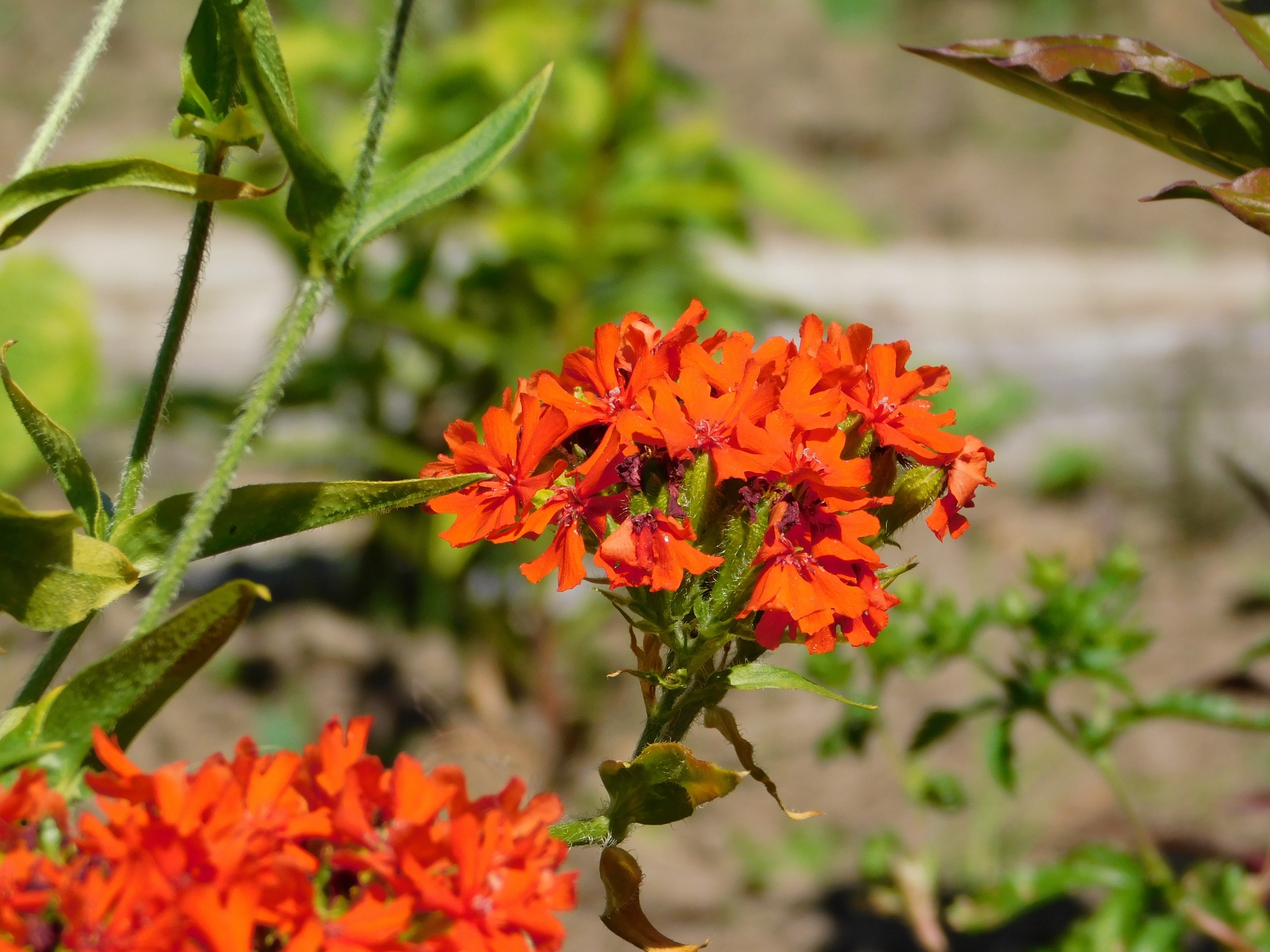 5 цветов, которые стоит посеять в феврале, чтобы летом сад был на зависть соседям — справятся даже начинающие дачники