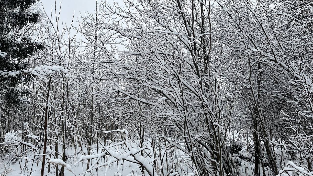 Небольшой снег и мороз до -33 градусов: синоптики рассказали о погоде в Коми на 10 февраля