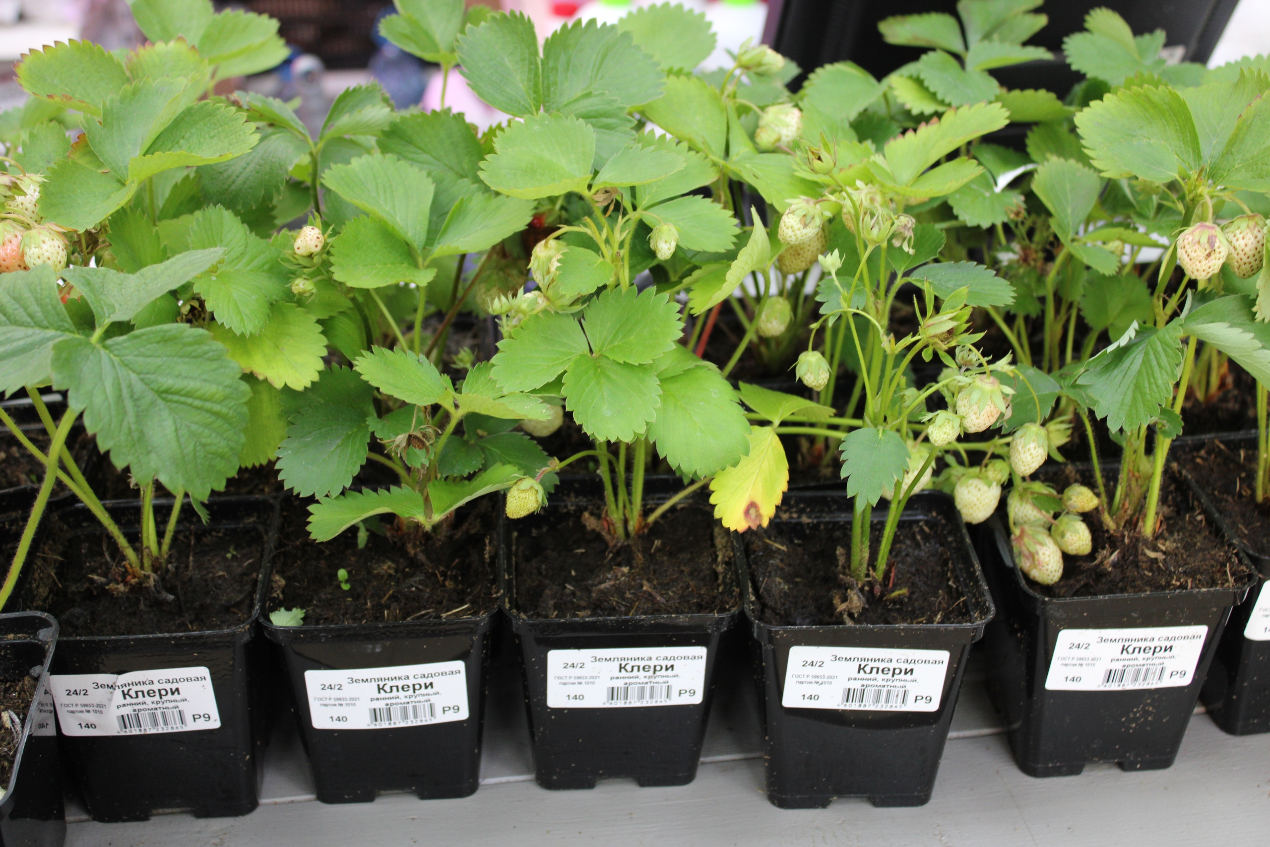 Пора сажать рассаду клубники: названы самые удачные дни — ягоды с кулак, сочные и сладкие