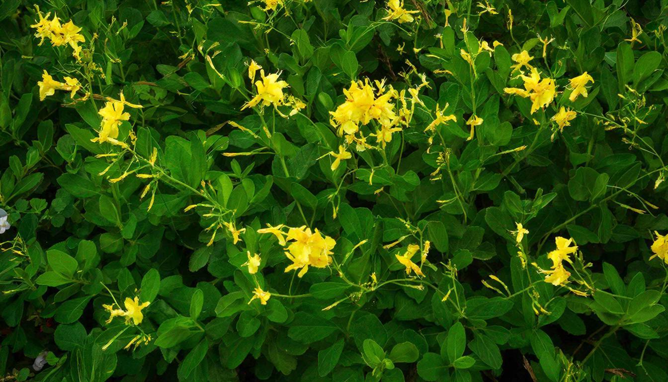 Жаль, что поздно узнал, что это аптечное растение легко и быстро губит тлю в саду и в огороде