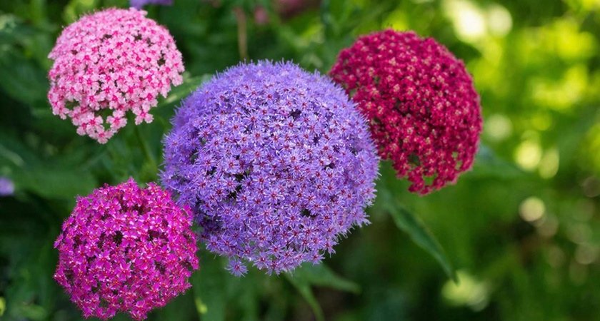 Пышные шары размером с футбольный мяч: кустарник, который стал открытием сезона 2026 года