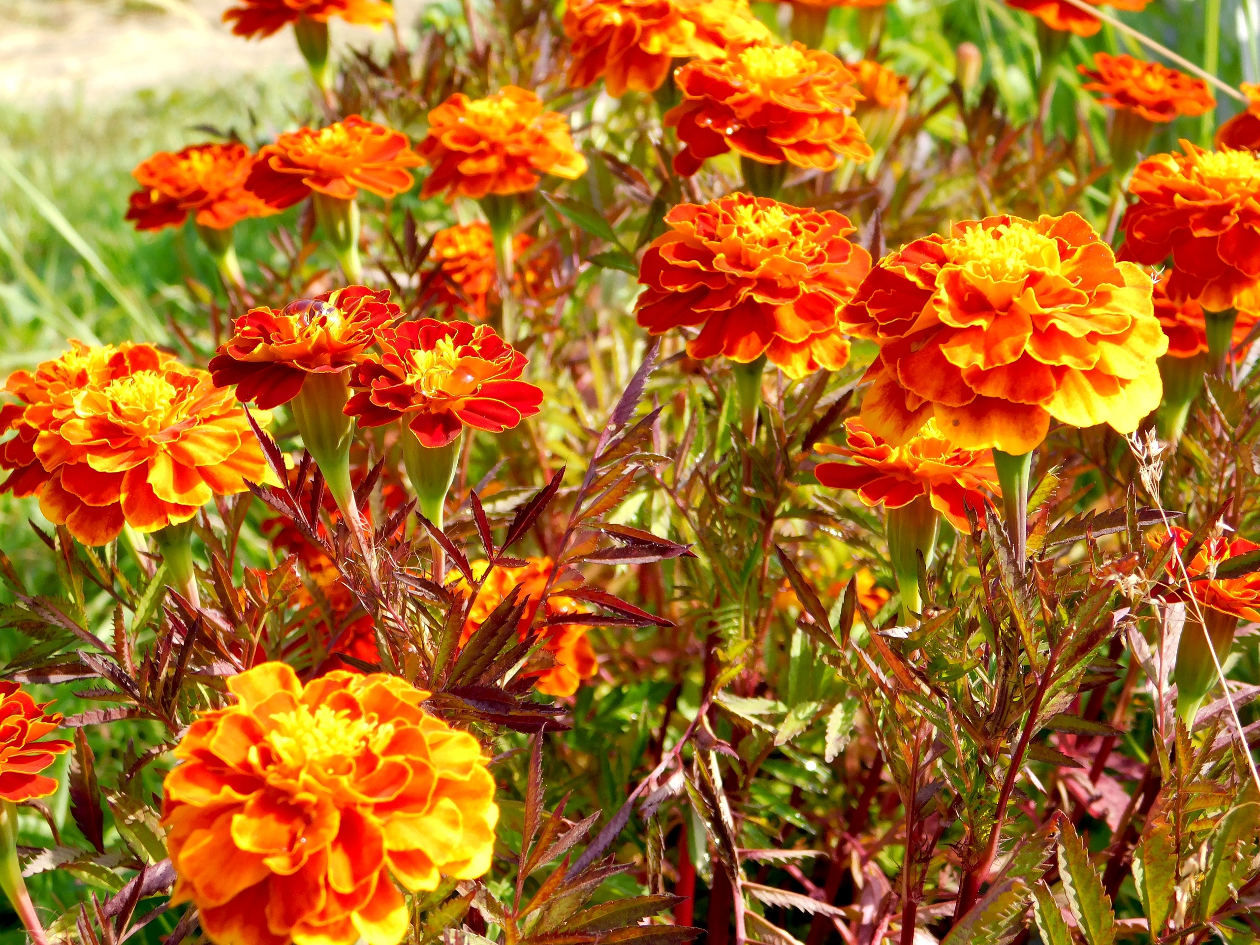 Сад загорается жёлтым пламенем: кустарник, который выглядит как солнце весь сезон