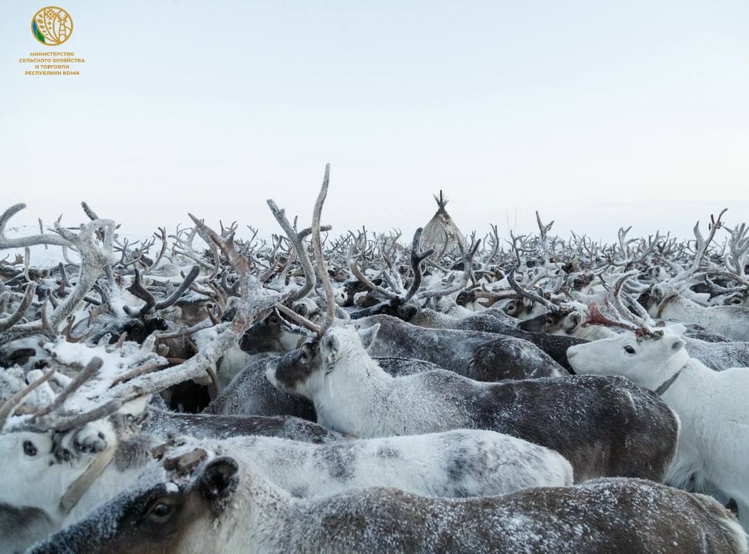 Республика Коми выделит свыше 230 миллионов рублей на поддержку оленеводческих хозяйств