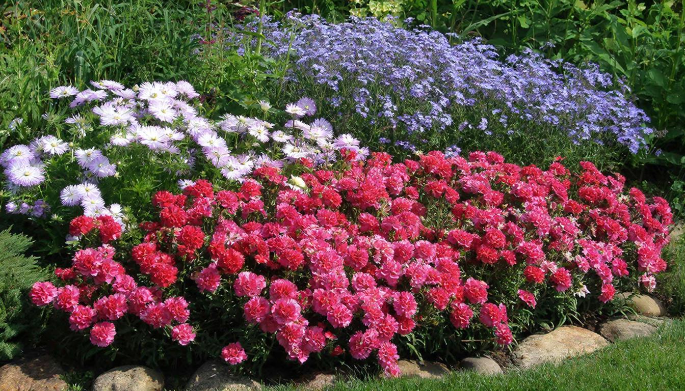 5 эффектных цветов для сада - цветут с мая и до самых жгучих морозов: все соседи буду завидовать