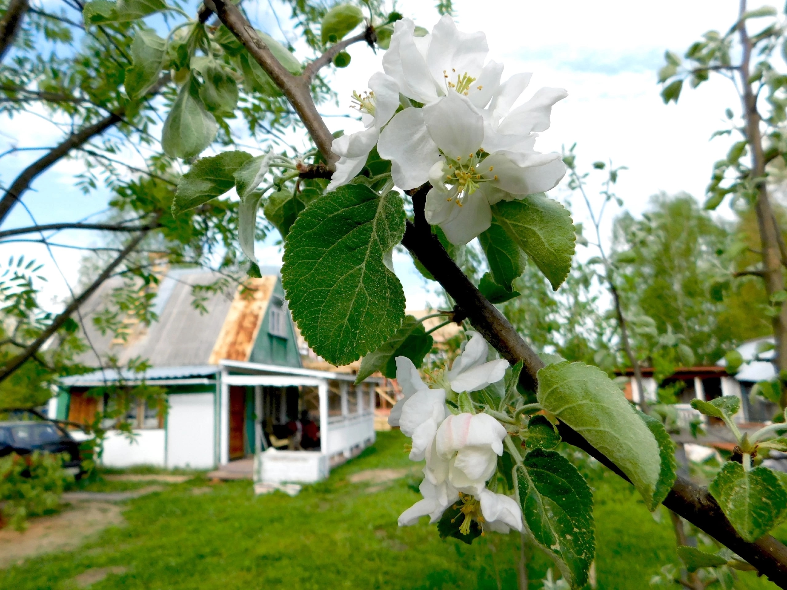 Пожила полгода в доме, теперь хочу обратно в квартиру - почему