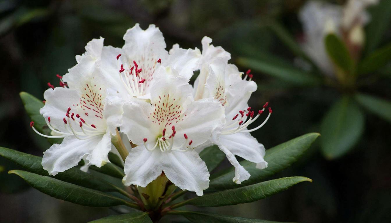 Красивые, но жутко проблемные: 5 растений, которые могут разорить ваш сад