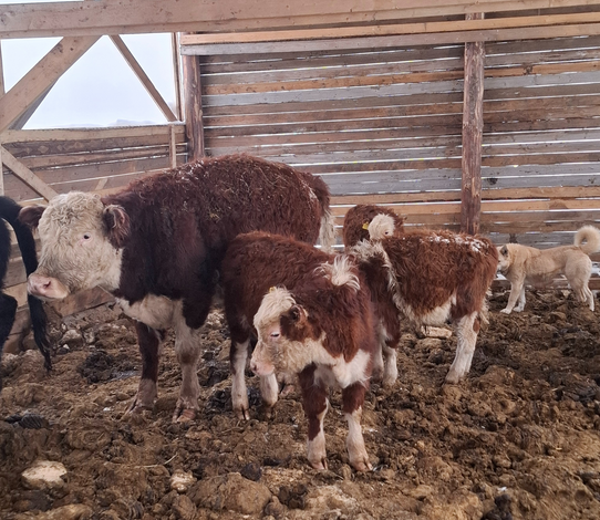 Фермер из Коми развивает хозяйство при поддержке гранта