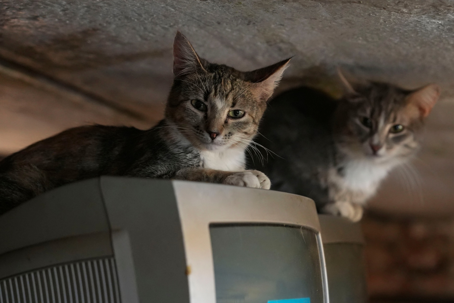 Волонтеры Коми объединились для спасения кошек Петровича из аварийного дома