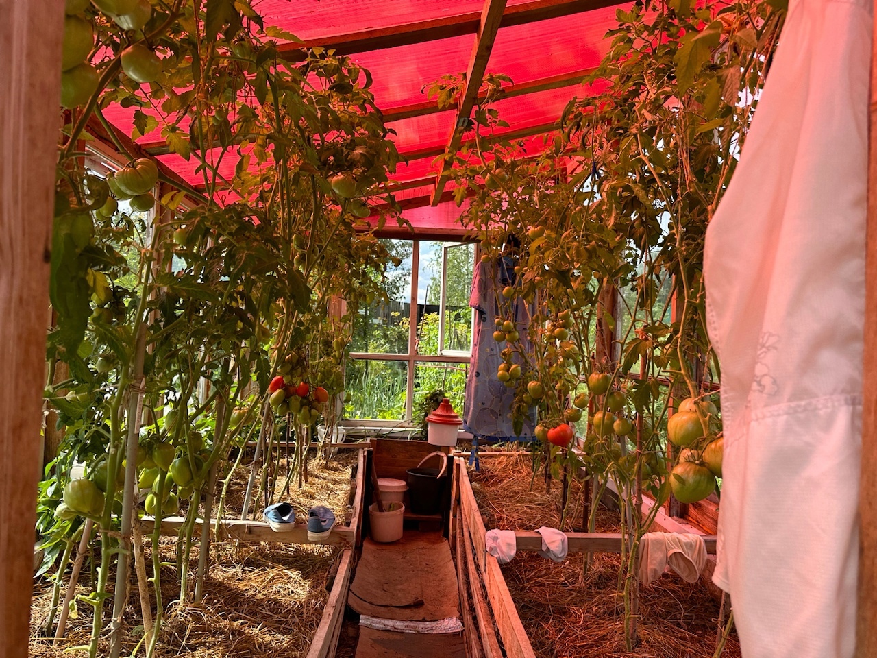 Земля ещё холодная, а грядки уже кормят: что посадить, чтобы собрать урожай первым